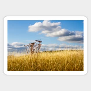 Queen Annes Lace in the Afternoon Sticker